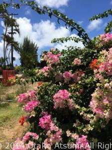 hawaiiIMG_2061